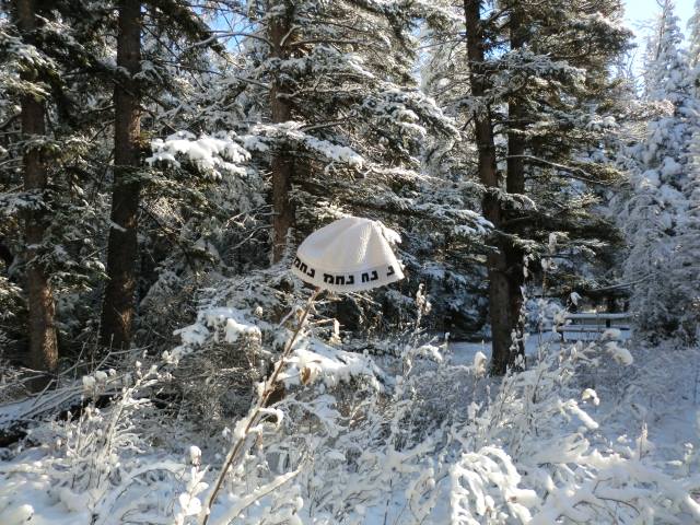 Nanach Beanie Hanging In Snow Forest